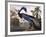 Louisiana Heron-John James Audubon-Framed Giclee Print