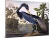 Louisiana Heron-John James Audubon-Mounted Giclee Print
