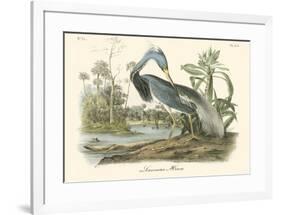 Louisiana Heron-John James Audubon-Framed Art Print