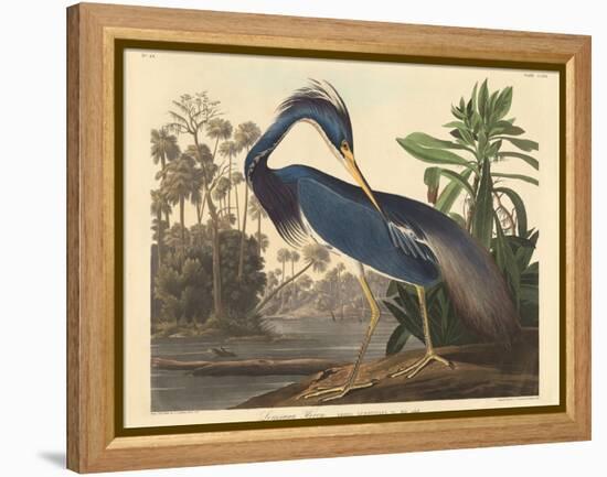 Louisiana Heron-John James Audubon-Framed Premier Image Canvas