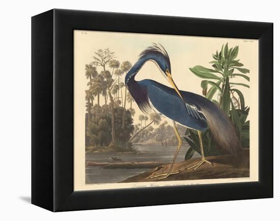 Louisiana Heron-John James Audubon-Framed Premier Image Canvas