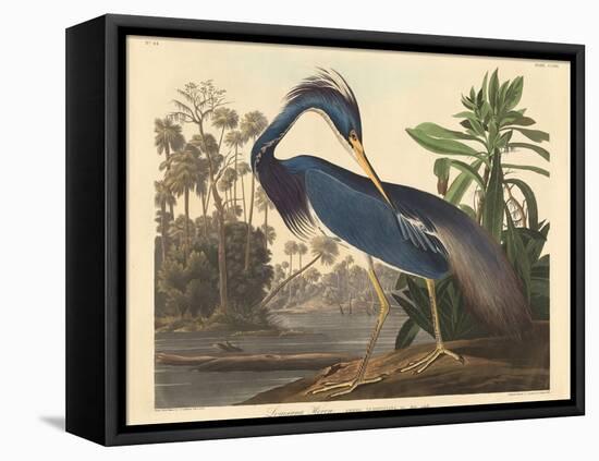 Louisiana Heron-John James Audubon-Framed Premier Image Canvas