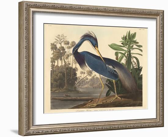 Louisiana Heron-John James Audubon-Framed Giclee Print