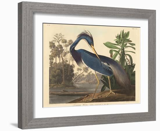 Louisiana Heron-John James Audubon-Framed Giclee Print