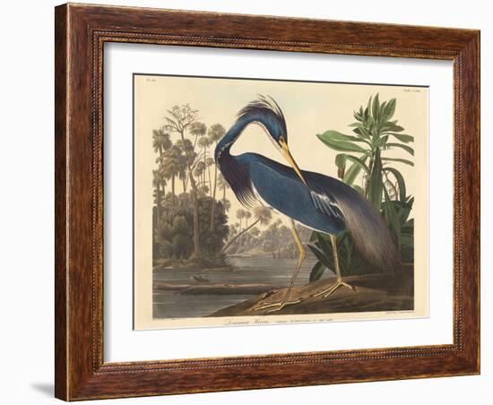 Louisiana Heron-John James Audubon-Framed Giclee Print