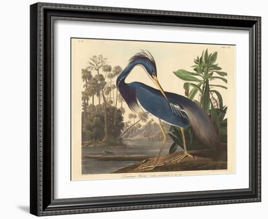 Louisiana Heron-John James Audubon-Framed Giclee Print