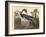 Louisiana Heron-John James Audubon-Framed Giclee Print