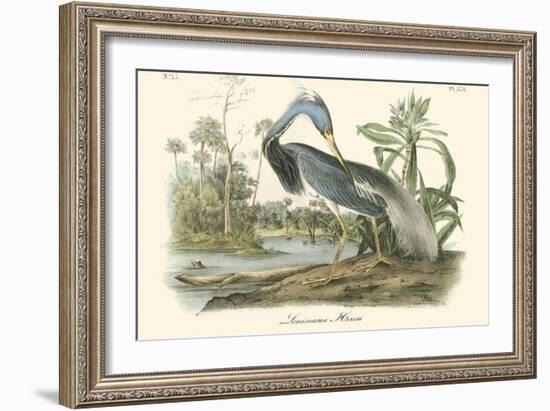 Louisiana Heron-John James Audubon-Framed Art Print