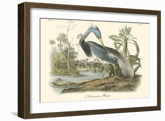 Louisiana Heron-John James Audubon-Framed Art Print