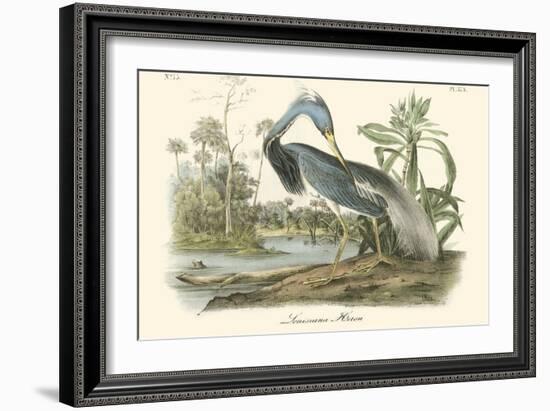 Louisiana Heron-John James Audubon-Framed Art Print