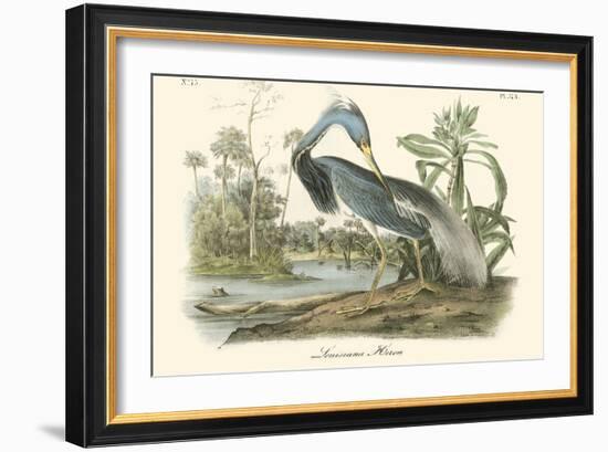 Louisiana Heron-John James Audubon-Framed Art Print