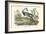 Louisiana Heron-John James Audubon-Framed Art Print