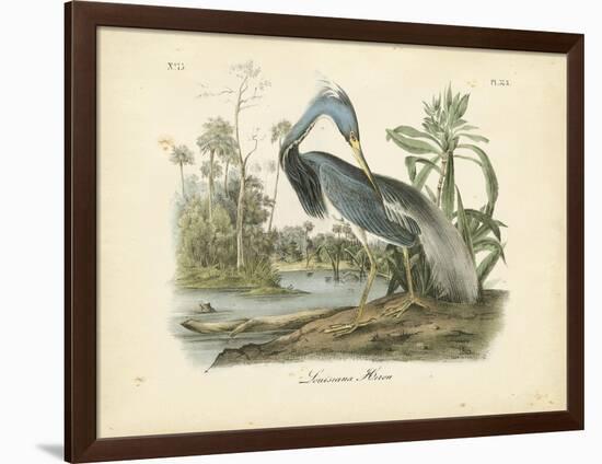 Louisiana Heron-John James Audubon-Framed Premium Giclee Print