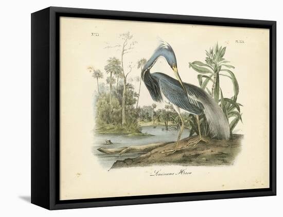 Louisiana Heron-John James Audubon-Framed Stretched Canvas