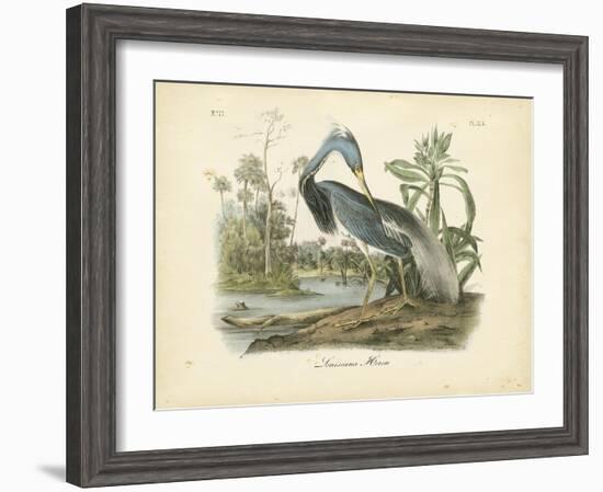 Louisiana Heron-John James Audubon-Framed Art Print