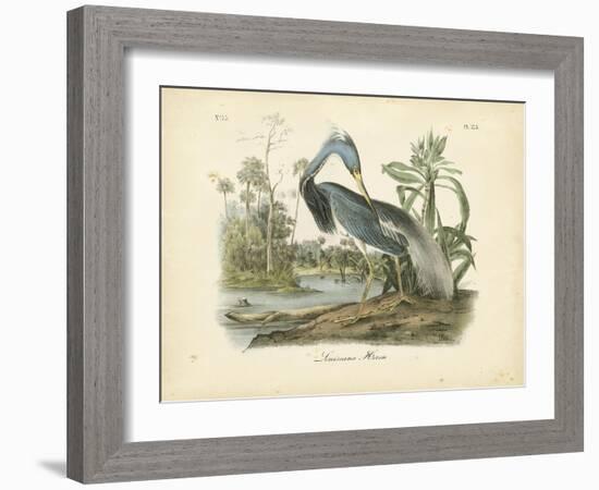 Louisiana Heron-John James Audubon-Framed Art Print