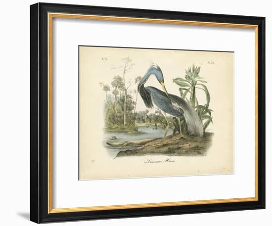 Louisiana Heron-John James Audubon-Framed Art Print