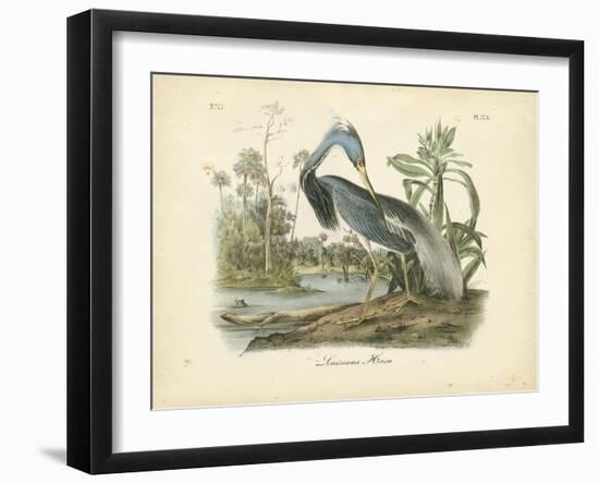 Louisiana Heron-John James Audubon-Framed Art Print