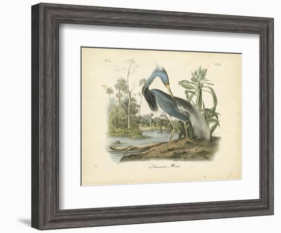 Louisiana Heron-John James Audubon-Framed Art Print