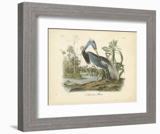 Louisiana Heron-John James Audubon-Framed Art Print