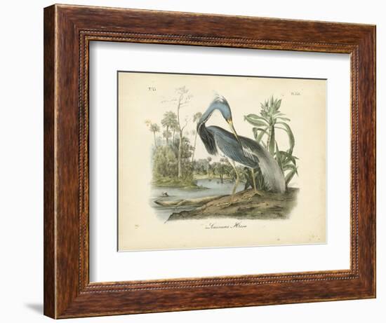 Louisiana Heron-John James Audubon-Framed Art Print