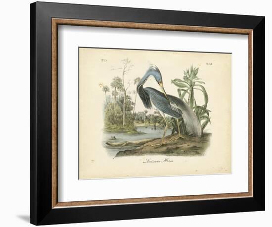 Louisiana Heron-John James Audubon-Framed Art Print