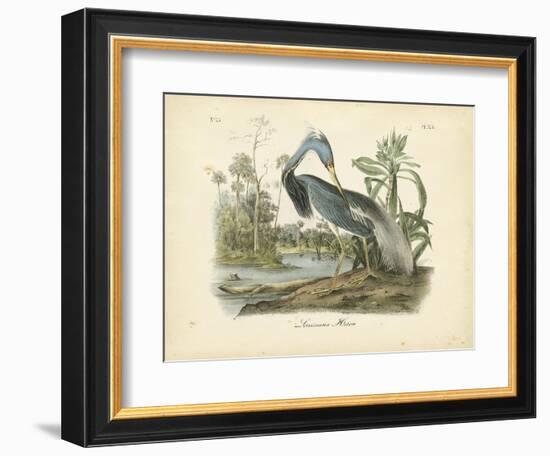 Louisiana Heron-John James Audubon-Framed Art Print