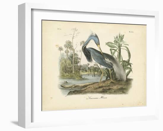 Louisiana Heron-John James Audubon-Framed Premium Giclee Print