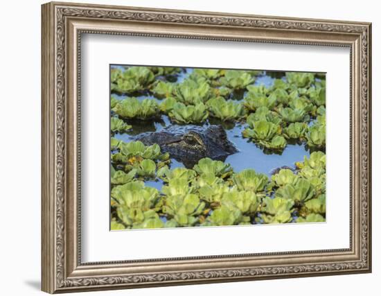 Louisiana, Jefferson Island. Alligator in Swamp Lettuce-Jaynes Gallery-Framed Photographic Print