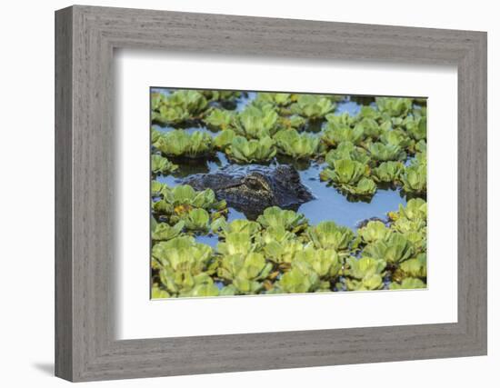 Louisiana, Jefferson Island. Alligator in Swamp Lettuce-Jaynes Gallery-Framed Photographic Print