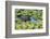 Louisiana, Jefferson Island. Alligator in Swamp Lettuce-Jaynes Gallery-Framed Photographic Print