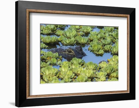 Louisiana, Jefferson Island. Alligator in Swamp Lettuce-Jaynes Gallery-Framed Photographic Print