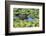 Louisiana, Jefferson Island. Alligator in Swamp Lettuce-Jaynes Gallery-Framed Photographic Print