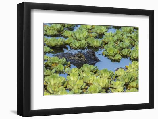 Louisiana, Jefferson Island. Alligator in Swamp Lettuce-Jaynes Gallery-Framed Photographic Print