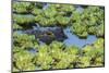 Louisiana, Jefferson Island. Alligator in Swamp Lettuce-Jaynes Gallery-Mounted Photographic Print