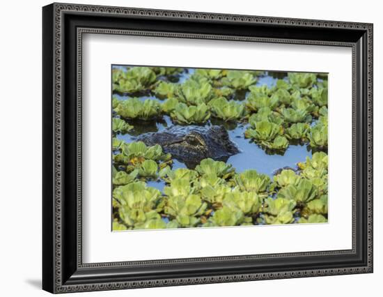 Louisiana, Jefferson Island. Alligator in Swamp Lettuce-Jaynes Gallery-Framed Photographic Print