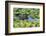 Louisiana, Jefferson Island. Alligator in Swamp Lettuce-Jaynes Gallery-Framed Photographic Print