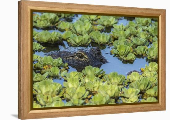 Louisiana, Jefferson Island. Alligator in Swamp Lettuce-Jaynes Gallery-Framed Premier Image Canvas