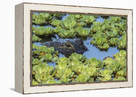 Louisiana, Jefferson Island. Alligator in Swamp Lettuce-Jaynes Gallery-Framed Premier Image Canvas