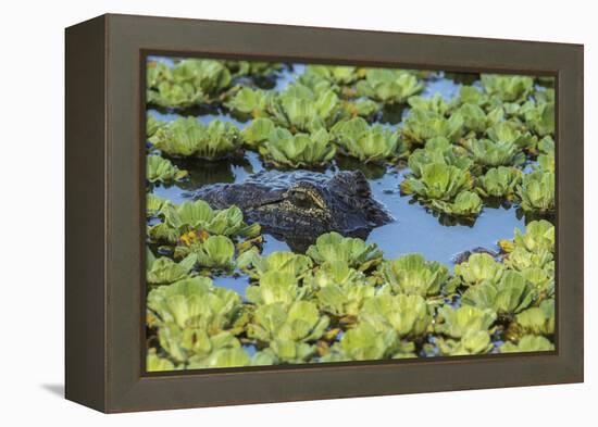 Louisiana, Jefferson Island. Alligator in Swamp Lettuce-Jaynes Gallery-Framed Premier Image Canvas