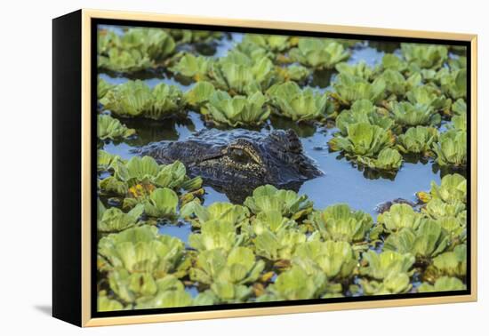 Louisiana, Jefferson Island. Alligator in Swamp Lettuce-Jaynes Gallery-Framed Premier Image Canvas