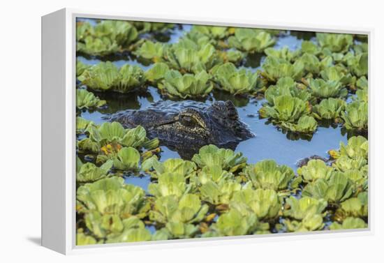 Louisiana, Jefferson Island. Alligator in Swamp Lettuce-Jaynes Gallery-Framed Premier Image Canvas