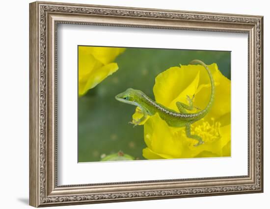 Louisiana, Jefferson Island. Green Anole on Prickly Pear Cactus Blossom-Jaynes Gallery-Framed Photographic Print