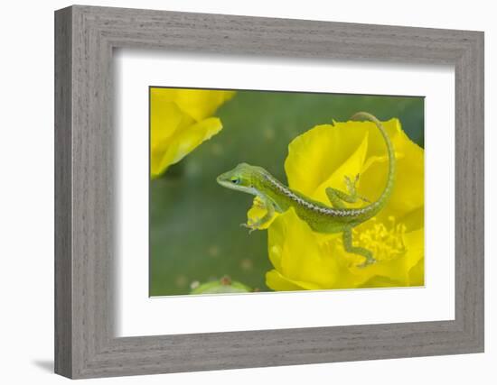 Louisiana, Jefferson Island. Green Anole on Prickly Pear Cactus Blossom-Jaynes Gallery-Framed Photographic Print