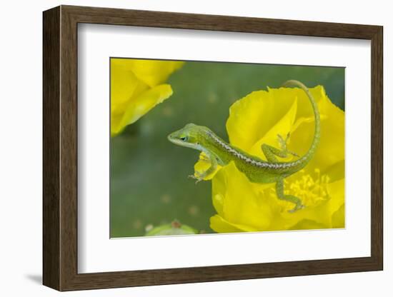 Louisiana, Jefferson Island. Green Anole on Prickly Pear Cactus Blossom-Jaynes Gallery-Framed Photographic Print