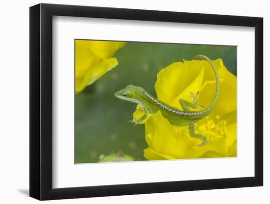 Louisiana, Jefferson Island. Green Anole on Prickly Pear Cactus Blossom-Jaynes Gallery-Framed Photographic Print