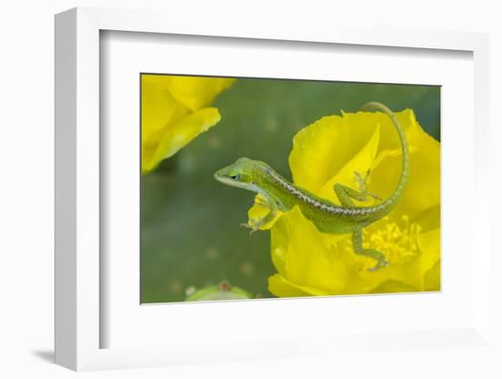 Louisiana, Jefferson Island. Green Anole on Prickly Pear Cactus Blossom-Jaynes Gallery-Framed Photographic Print