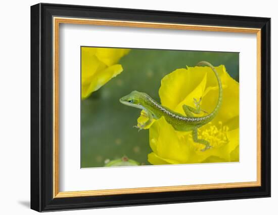 Louisiana, Jefferson Island. Green Anole on Prickly Pear Cactus Blossom-Jaynes Gallery-Framed Photographic Print