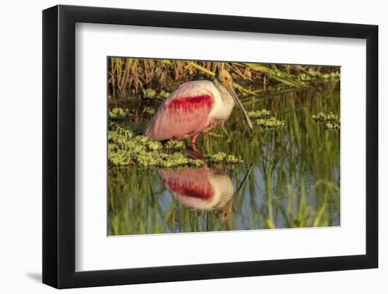 Louisiana, Jefferson Island. Roseate Spoonbill Reflecting in Water-Jaynes Gallery-Framed Photographic Print