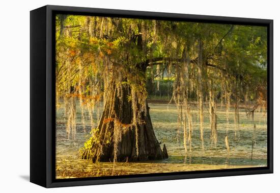 Louisiana, Lake Martin. Cypress Tree in Swamp-Jaynes Gallery-Framed Premier Image Canvas